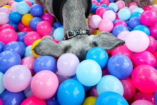 Our grooming services